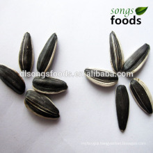 Chia Seed Price Top Quality